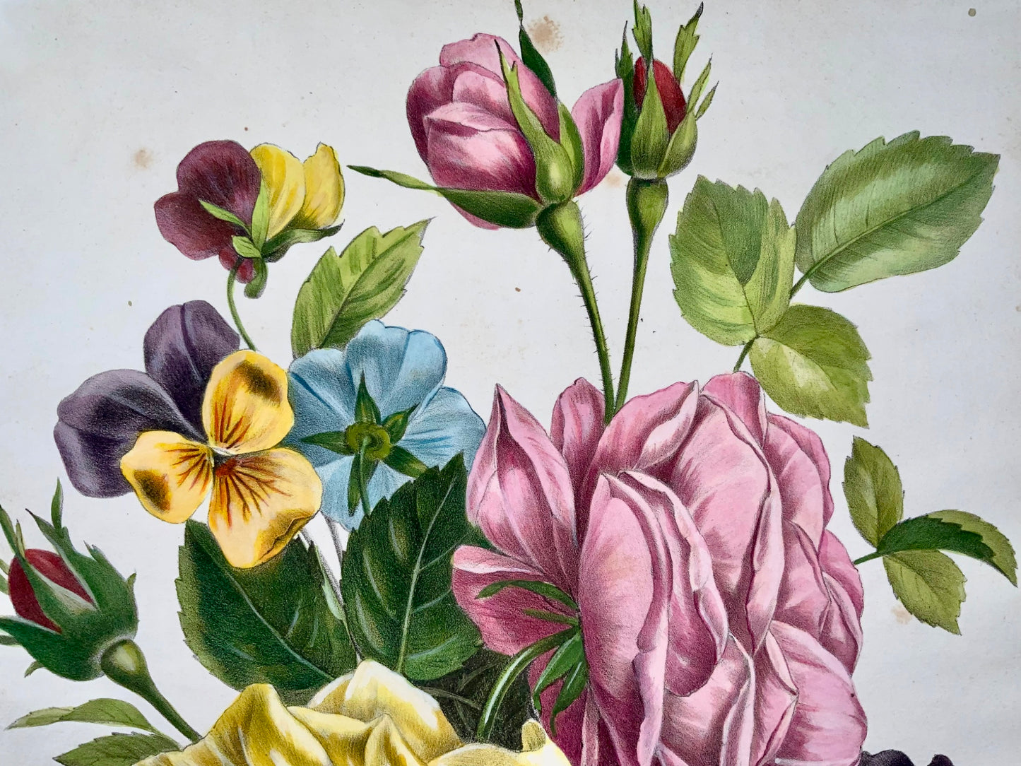 1840c Roses & Pansies, Jullien, Bequet, large stone lithograph hand coloured, botany