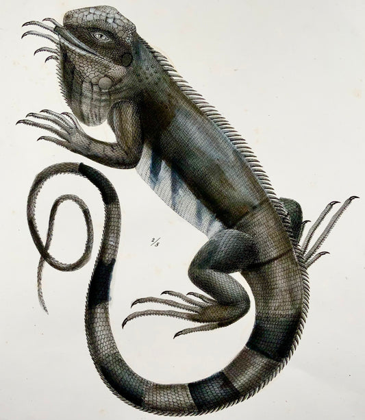 1833 HR Schinz (b1777) Lézards IGUANA - Lithographie sur pierre colorée à la main - Reptiles