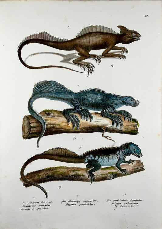 1833 Schinz (b1777) Lézards Basilisk Sailfin, lithographie en pierre colorée à la main, reptiles