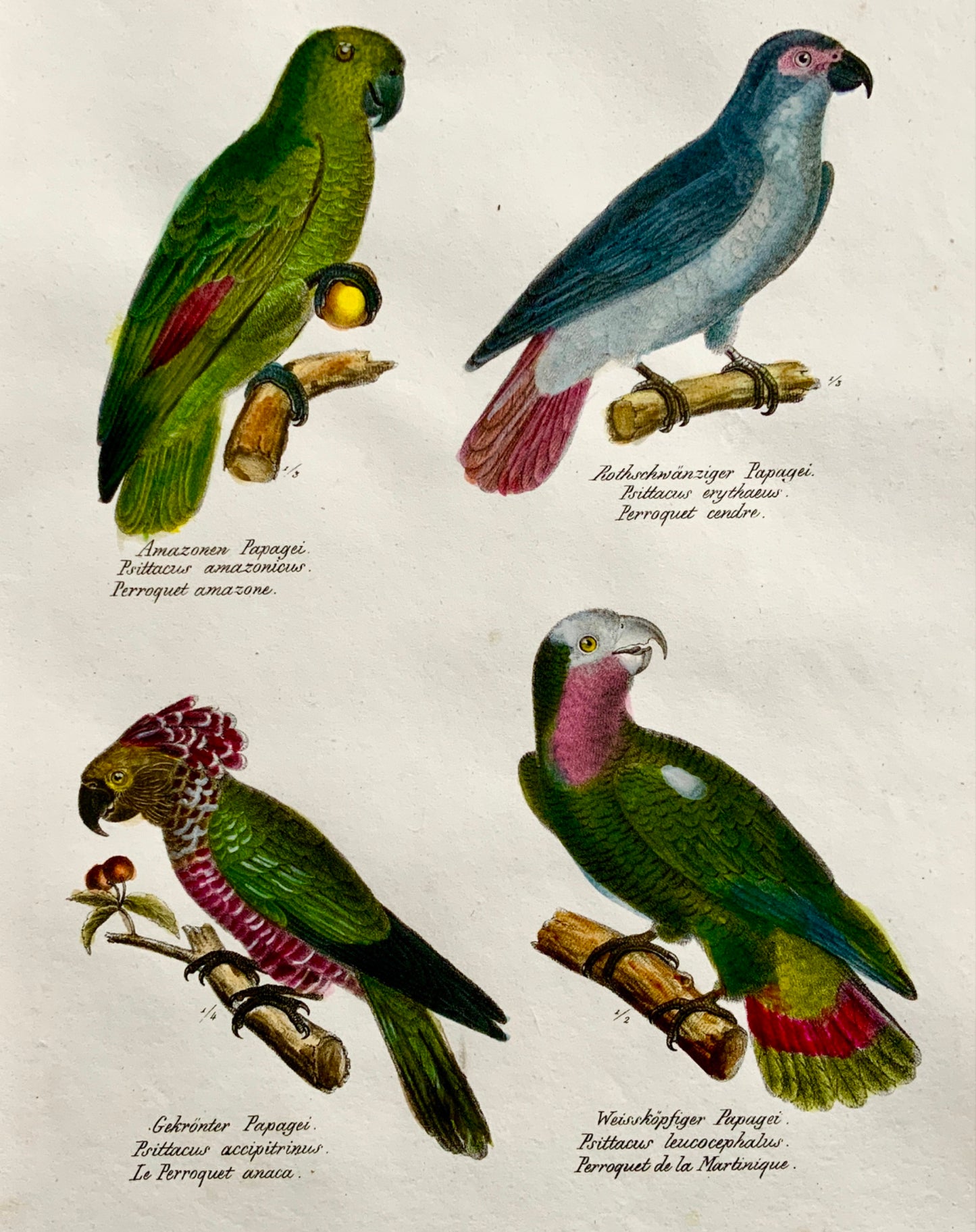 1830 PARROTS Ornithology - Brodtmann hand coloured FOLIO lithography