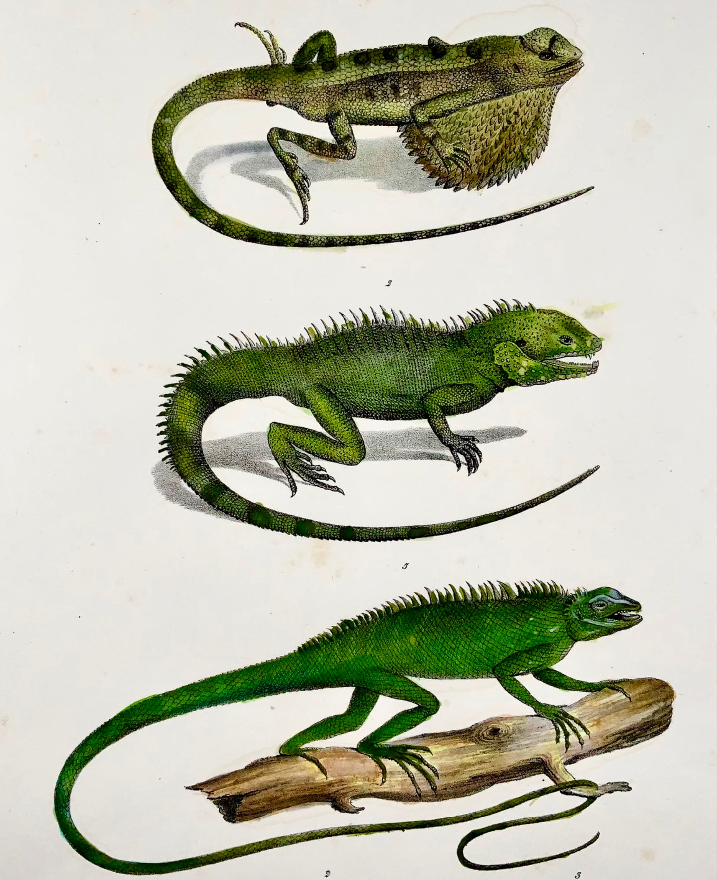 1833 HR Schinz (b1777) Lézards dragons SITANA - Lithographie sur pierre colorée à la main - Reptiles