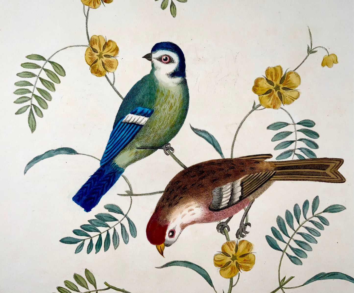 1819 George Brookshaw (né en 1751), ornithologie, mésange Tom et Sizerin flammé, bordure foliée 