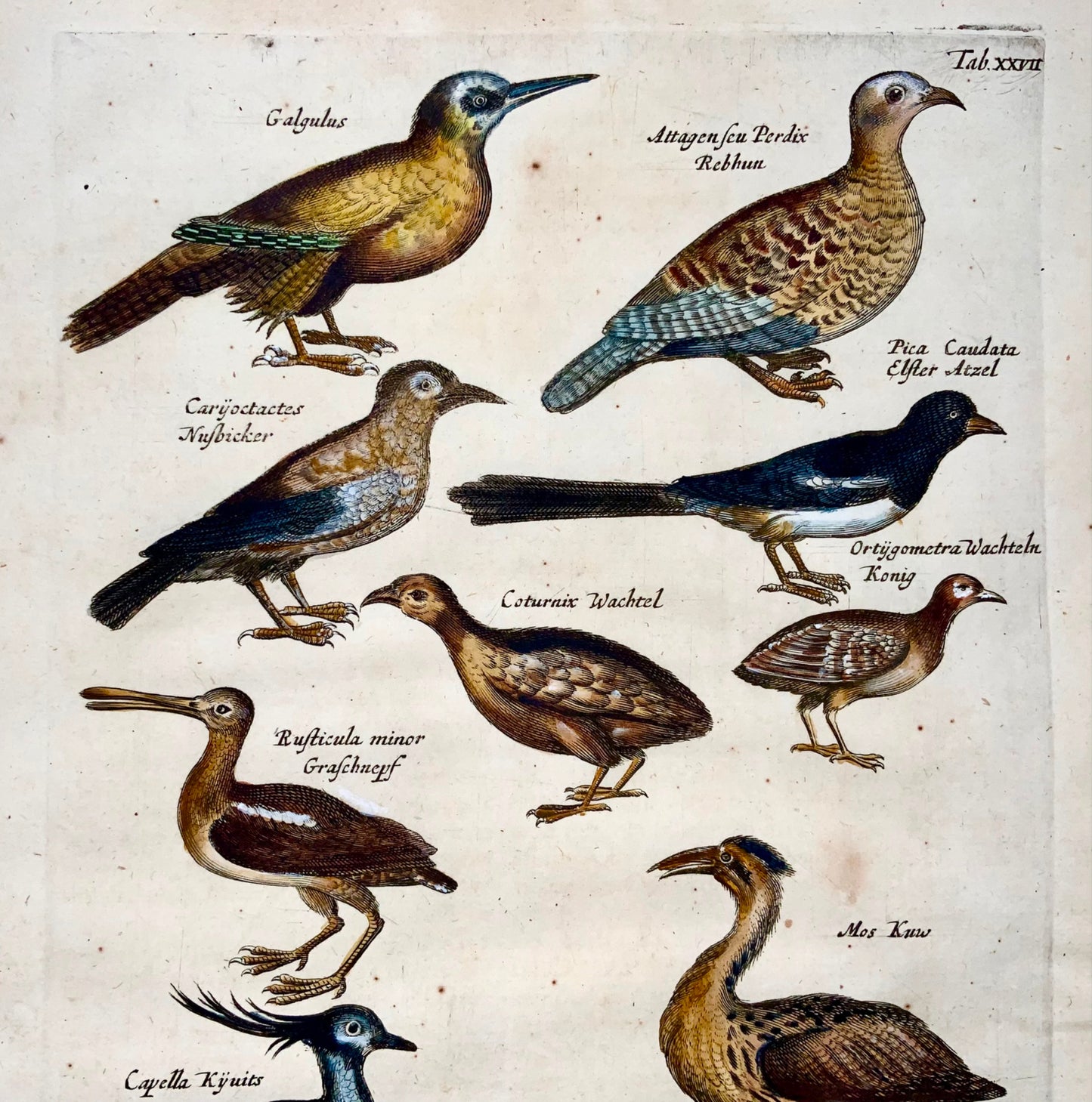 1657 Huppe fasciée, guêpier, pie, ornithologie, Merian, folio, coloré à la main