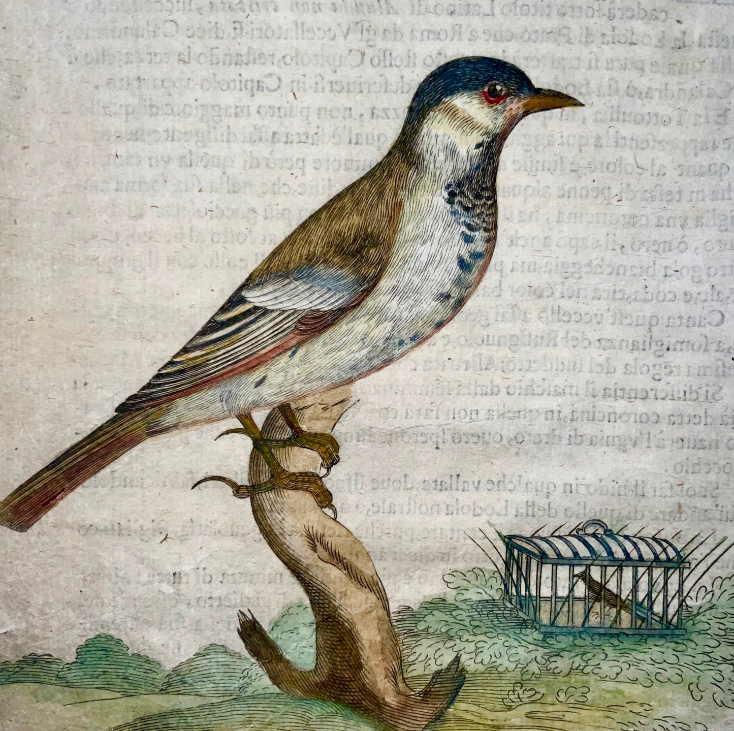 1622 Mésange bleue, Ornithologie, Fourmi. Tempête ; F. Villamena, Maître Gravure 