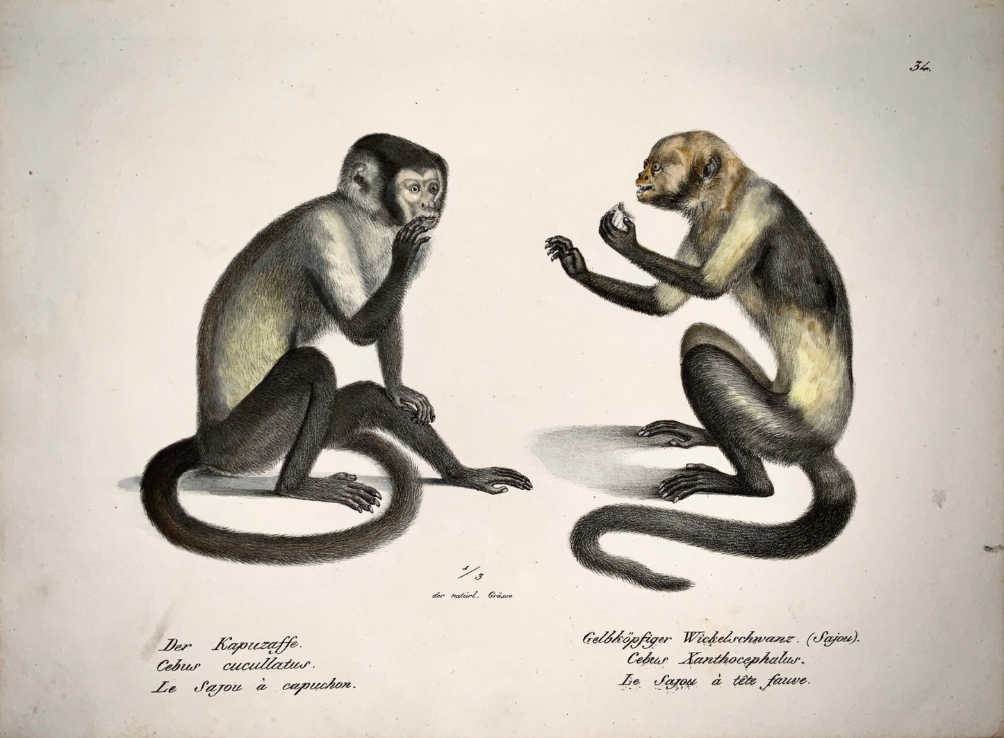 1824 CAPUCHIN MONKEYS - K.J. Brodtmann hand colored FOLIO lithography - Mammal