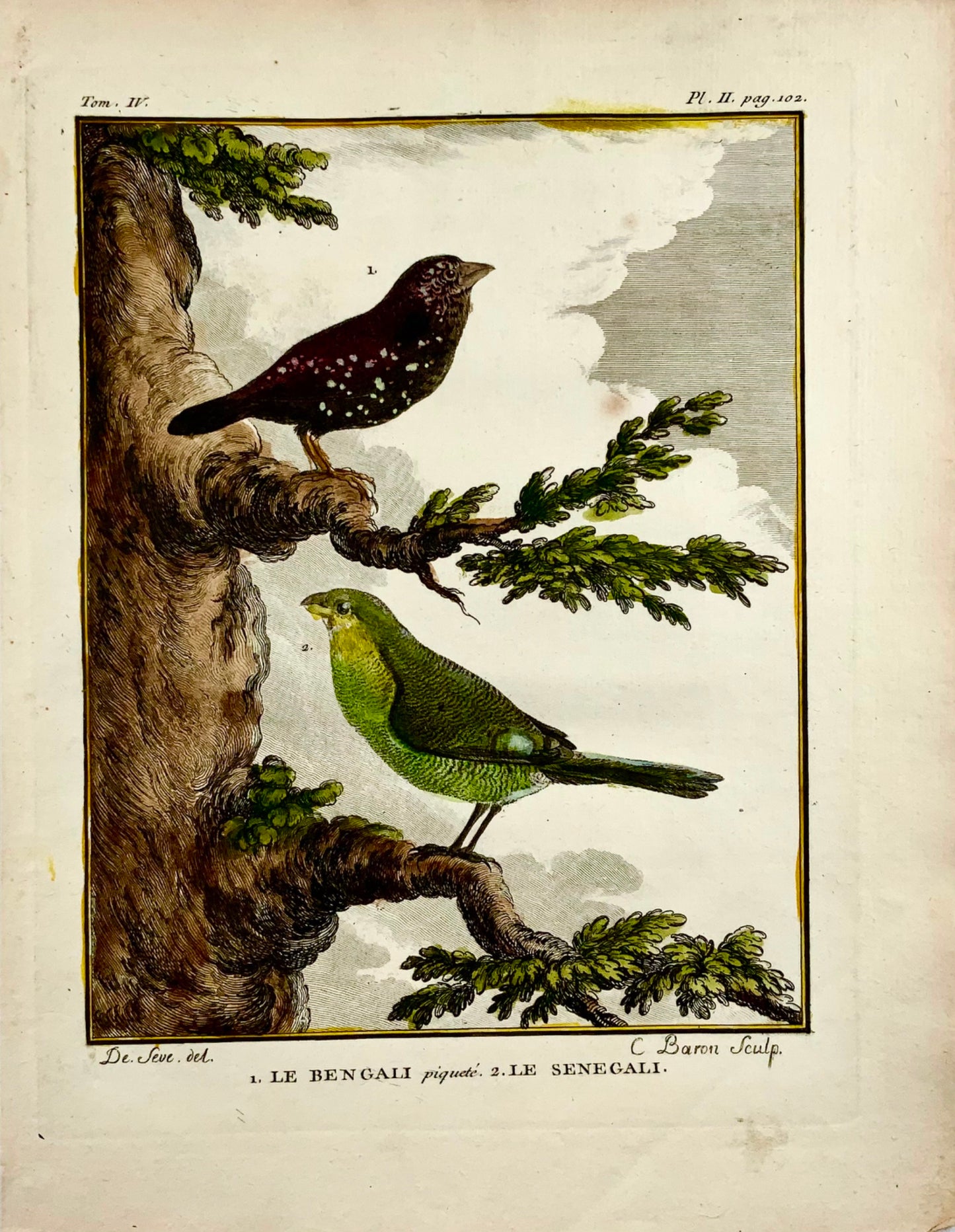 1779 de Seve - Red Avadavat, Finch - Ornithologie - Gravure in-4 to Large Edn