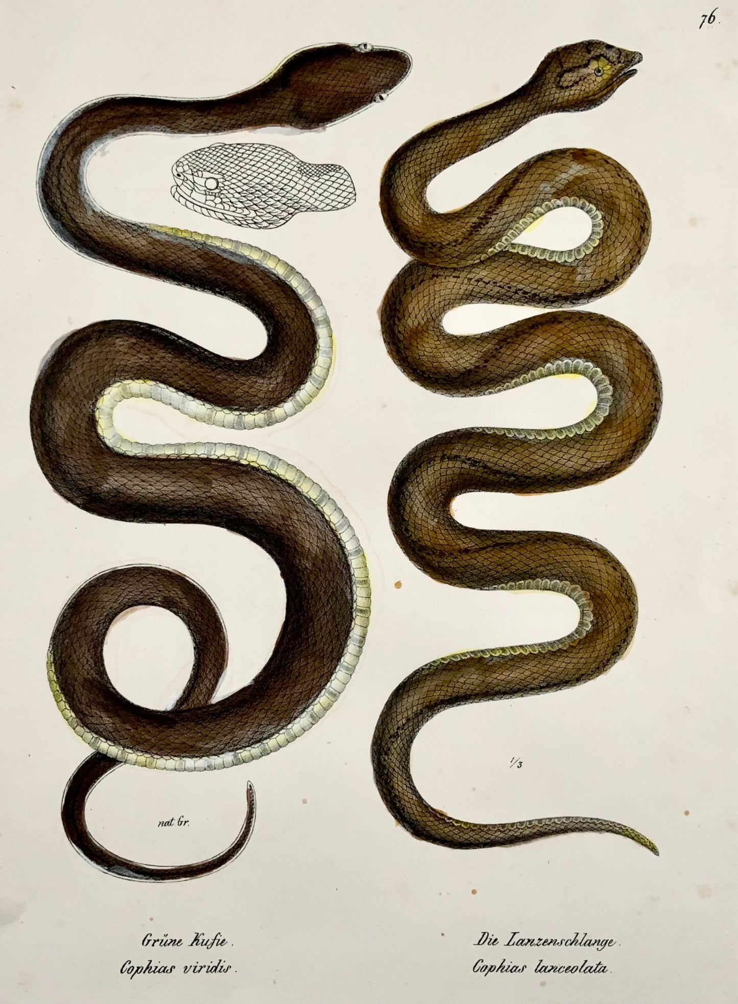 1833 HR Schinz (b1777) - SERPENT BOTHROPS - Lithographie sur pierre colorée à la main - Reptiles