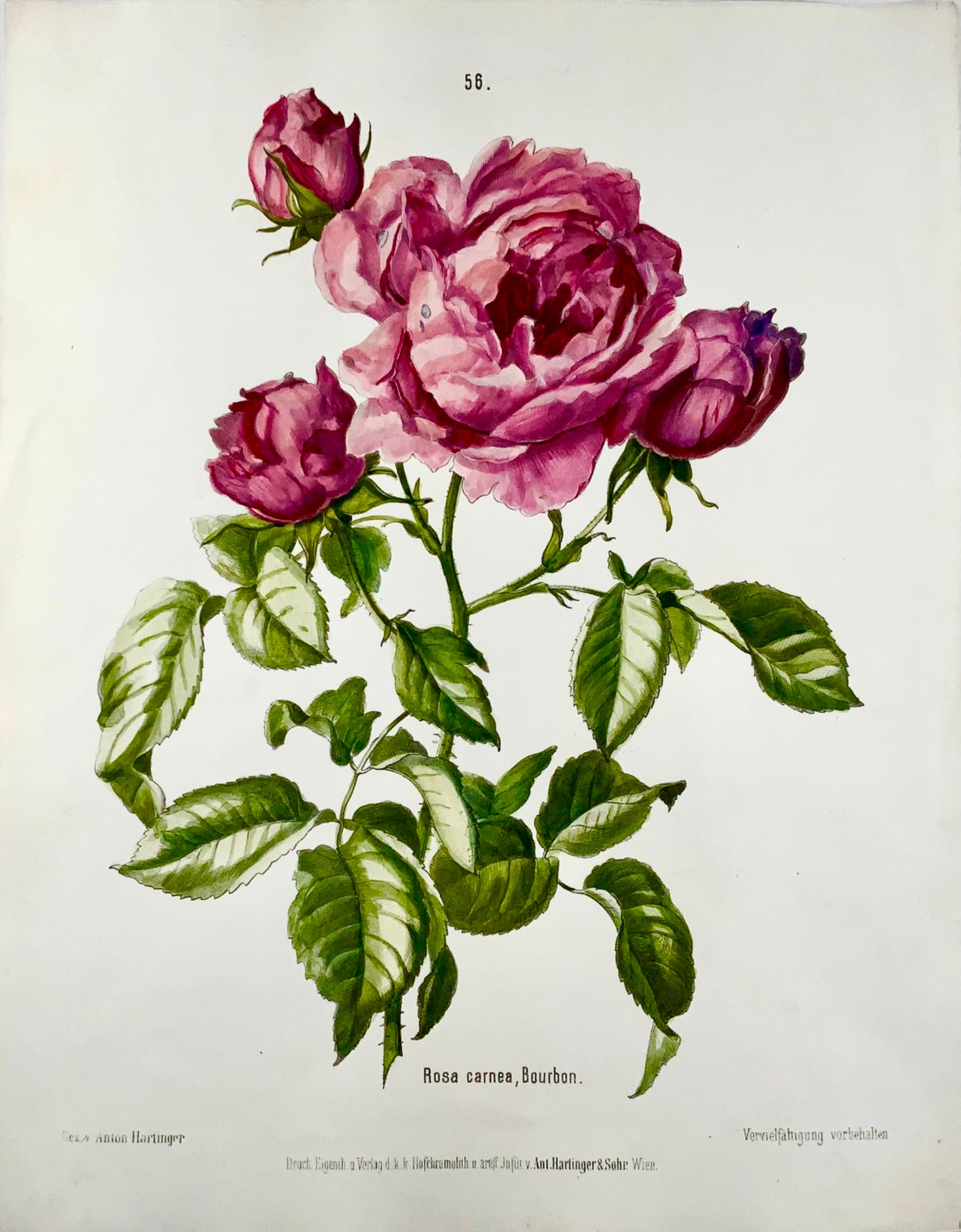 1860 Hartinger (b1806) Roses, Bournon, lithographie sur pierre de 35 cm, coloriée à la main, bo