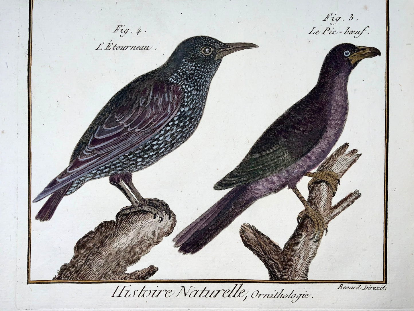 1789 Étourneau sansonnet, sittelle, Benard sc. in-quarto, couleur à la main, gravure, ornithologie