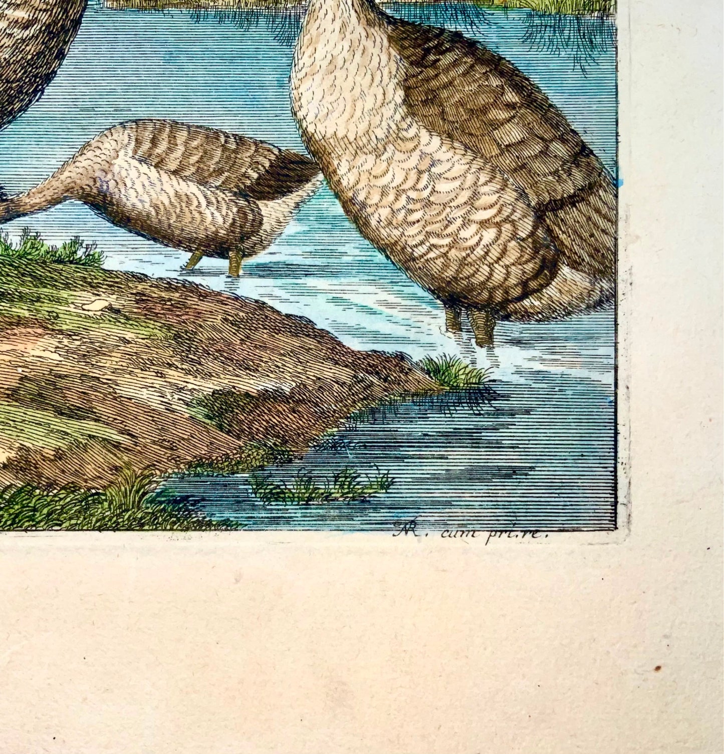 1673 Oies, Nicolas Robert (né en 1614), ornithologie, grande gravure in-folio en couleur à la main