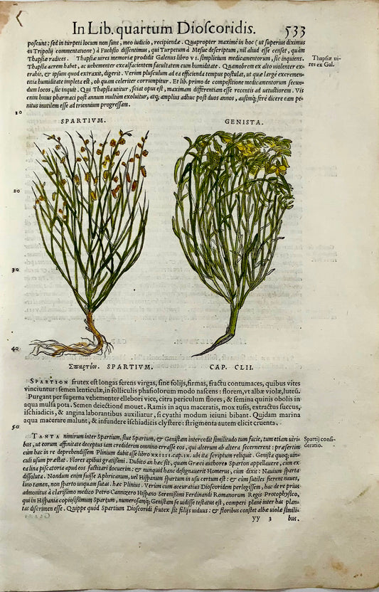 1554 Balai, Genista, Mattioli Folio Woodcut, 1ère édition illustrée, botanique