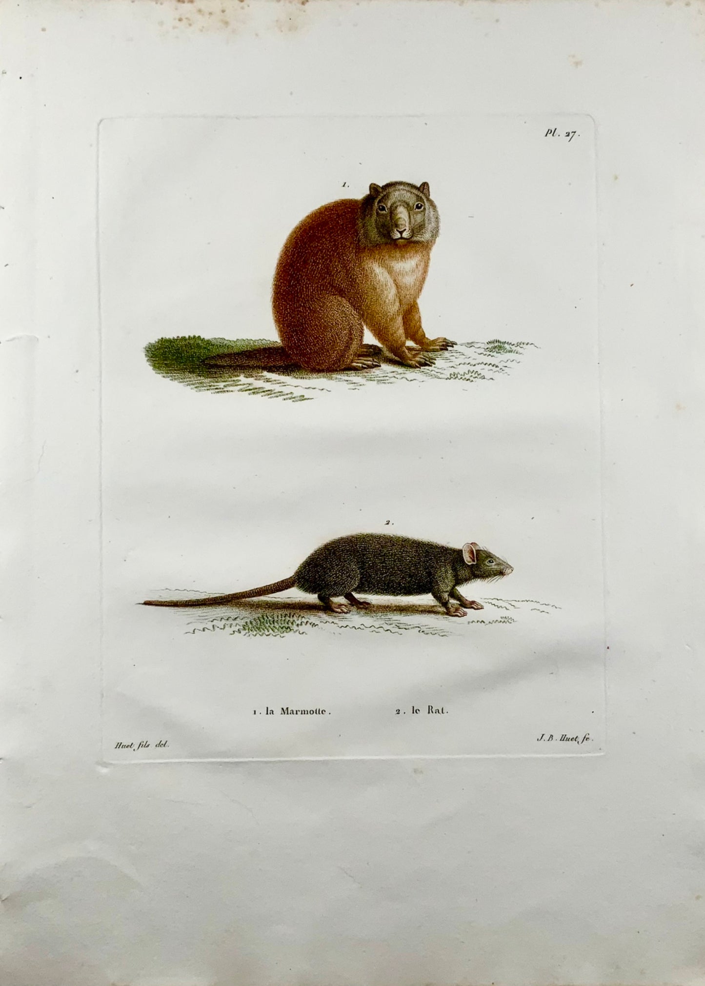 1808 J. Bapt. Huet [1745-1811]; RAT Marmot - Hand coloured stipple engraving - Mammal