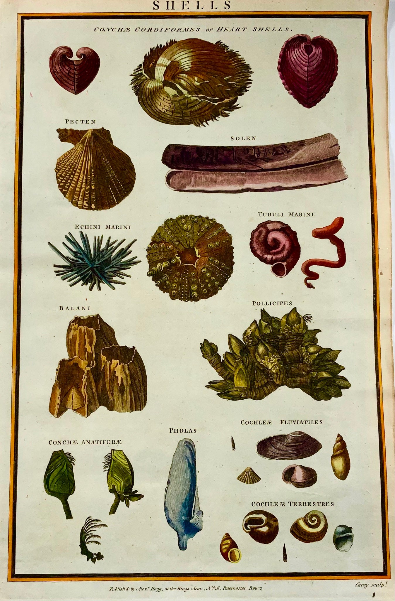 1785 Coquillages, oursins, conques, vie marine, folio, colorié à la main