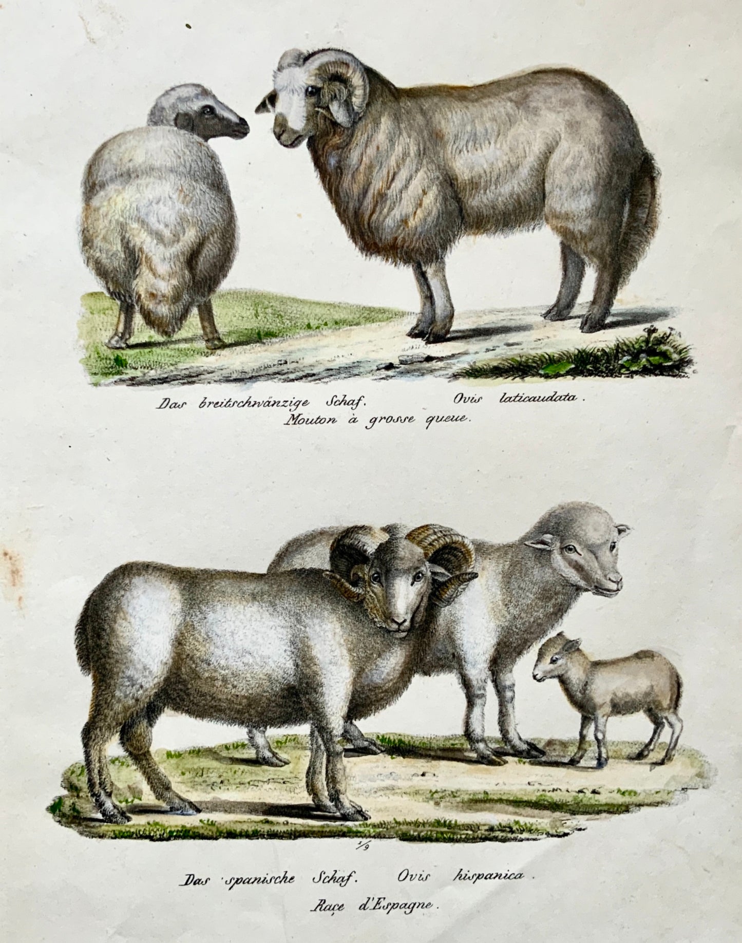 1824 SHEEP Mammals K. Brodtmann ORIGINAL handcol FOLIO stone lithography