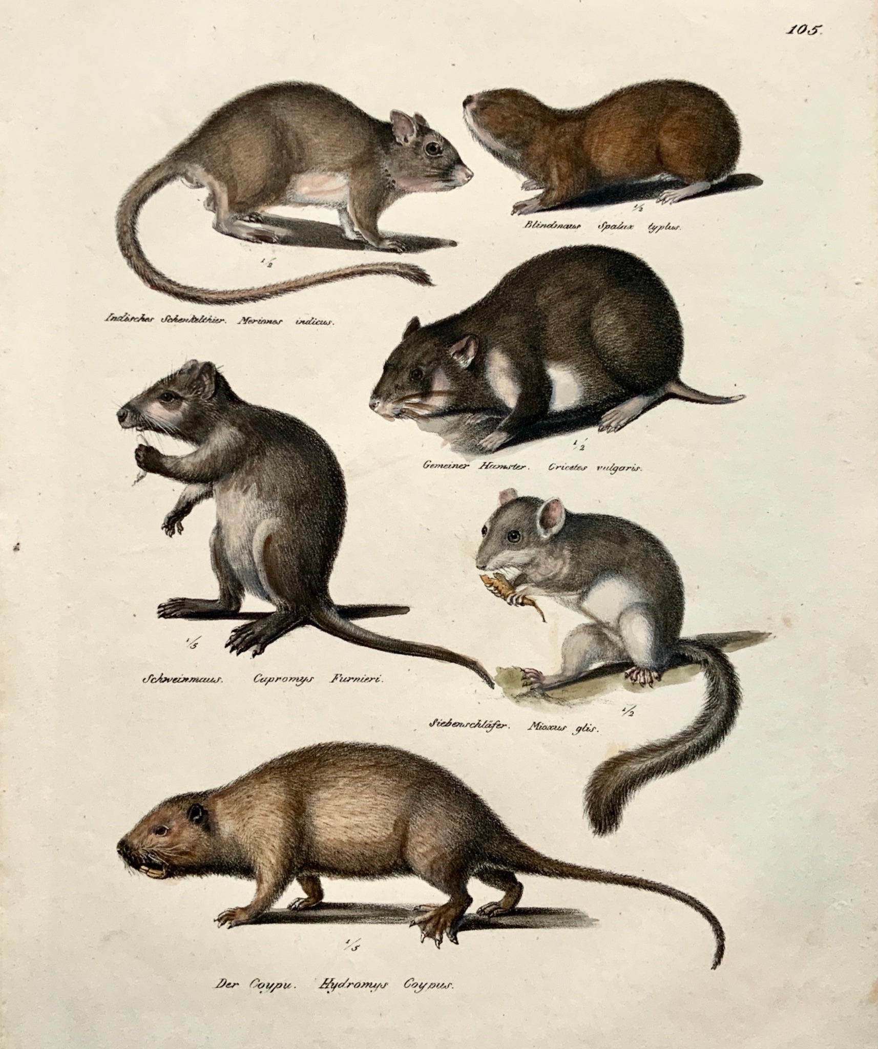 1824 Rodents: Hamster, Mice, Rats - K.J. Brodtmann hand colored FOLIO lithograph - Mammals