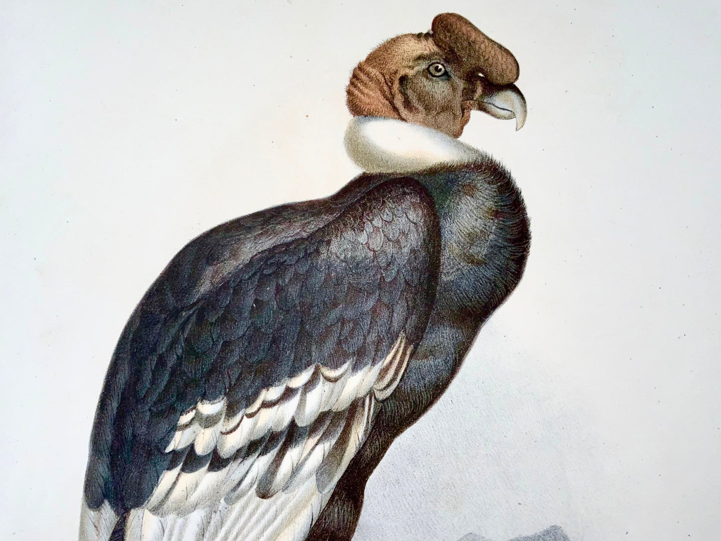 1860 Vautour condor, Fitzinger, lithographie couleur avec finition à la main, ornithologie