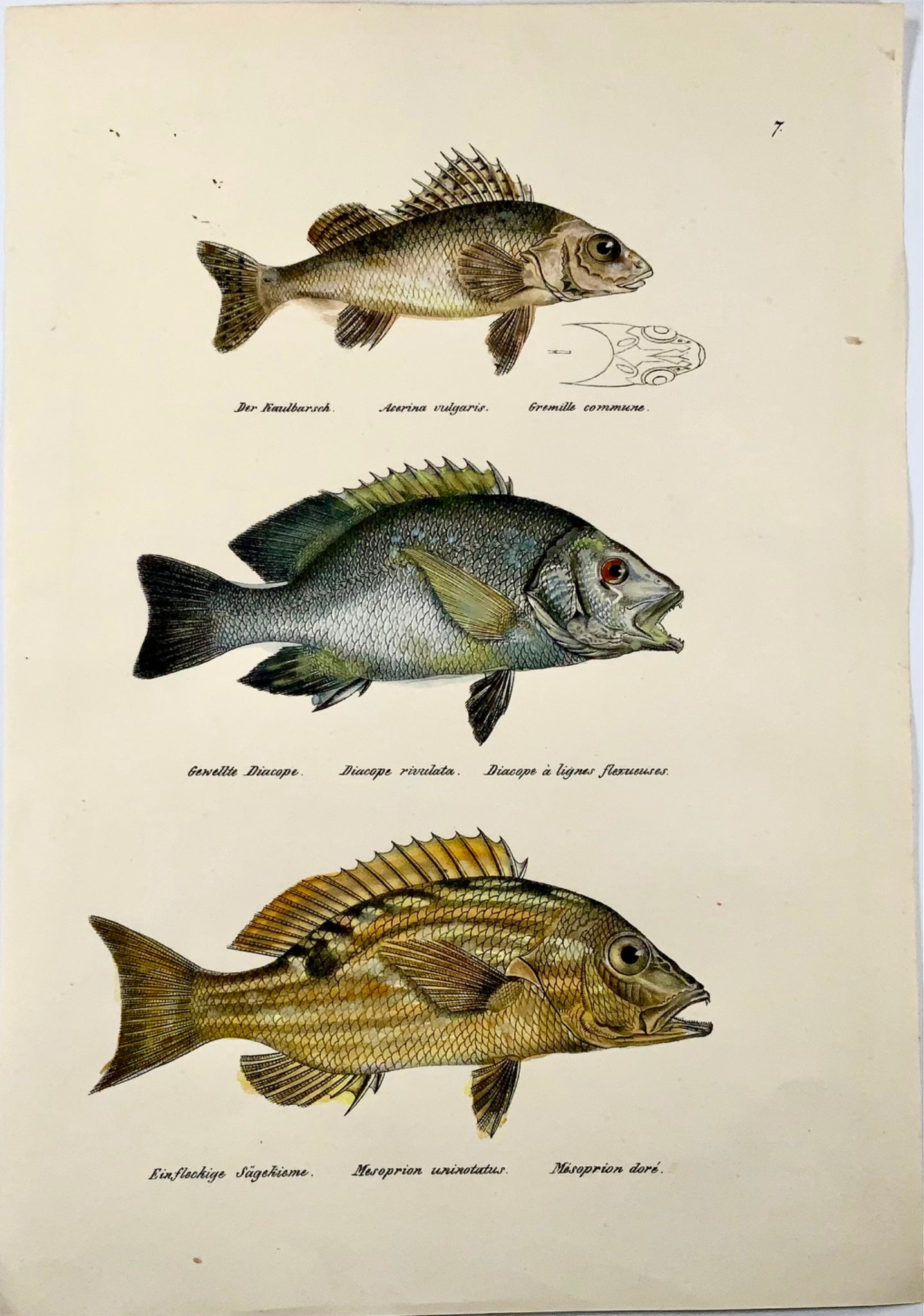 1833 Threadfin Bream, Ruffe, fish, Schinz, folio, hand coloured lithograph