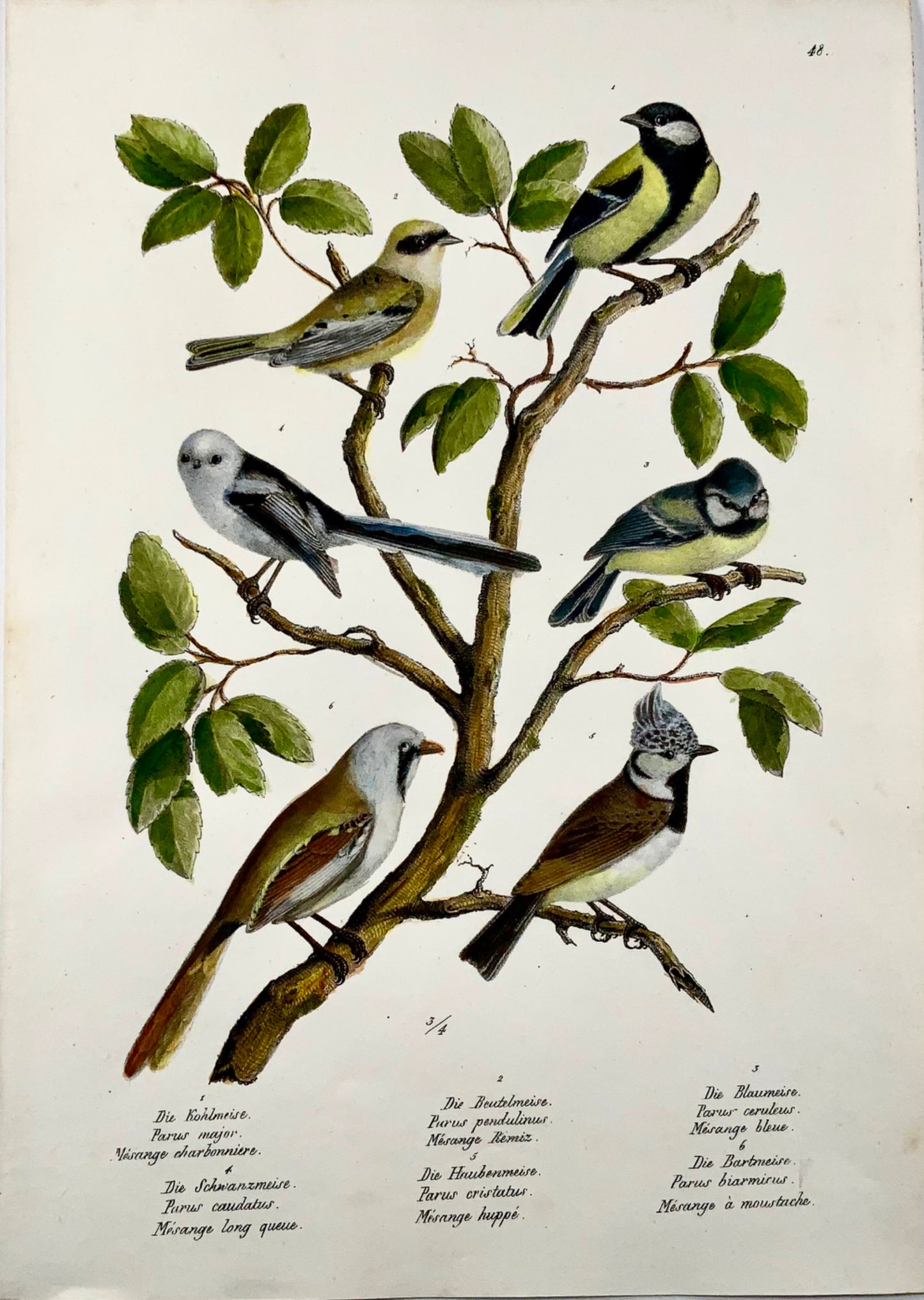 1830 Paridae, mésanges, oiseaux, ornithologie Brodtmann lithographie folio colorée à la main 