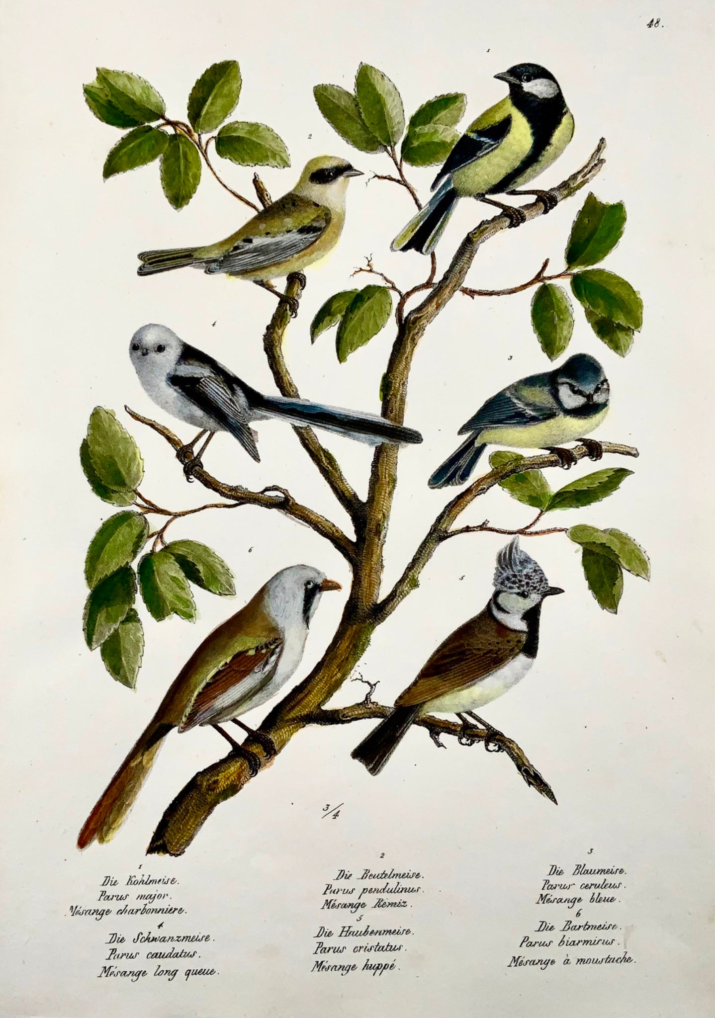 1830 Paridae, mésanges, oiseaux, ornithologie Brodtmann lithographie folio colorée à la main 