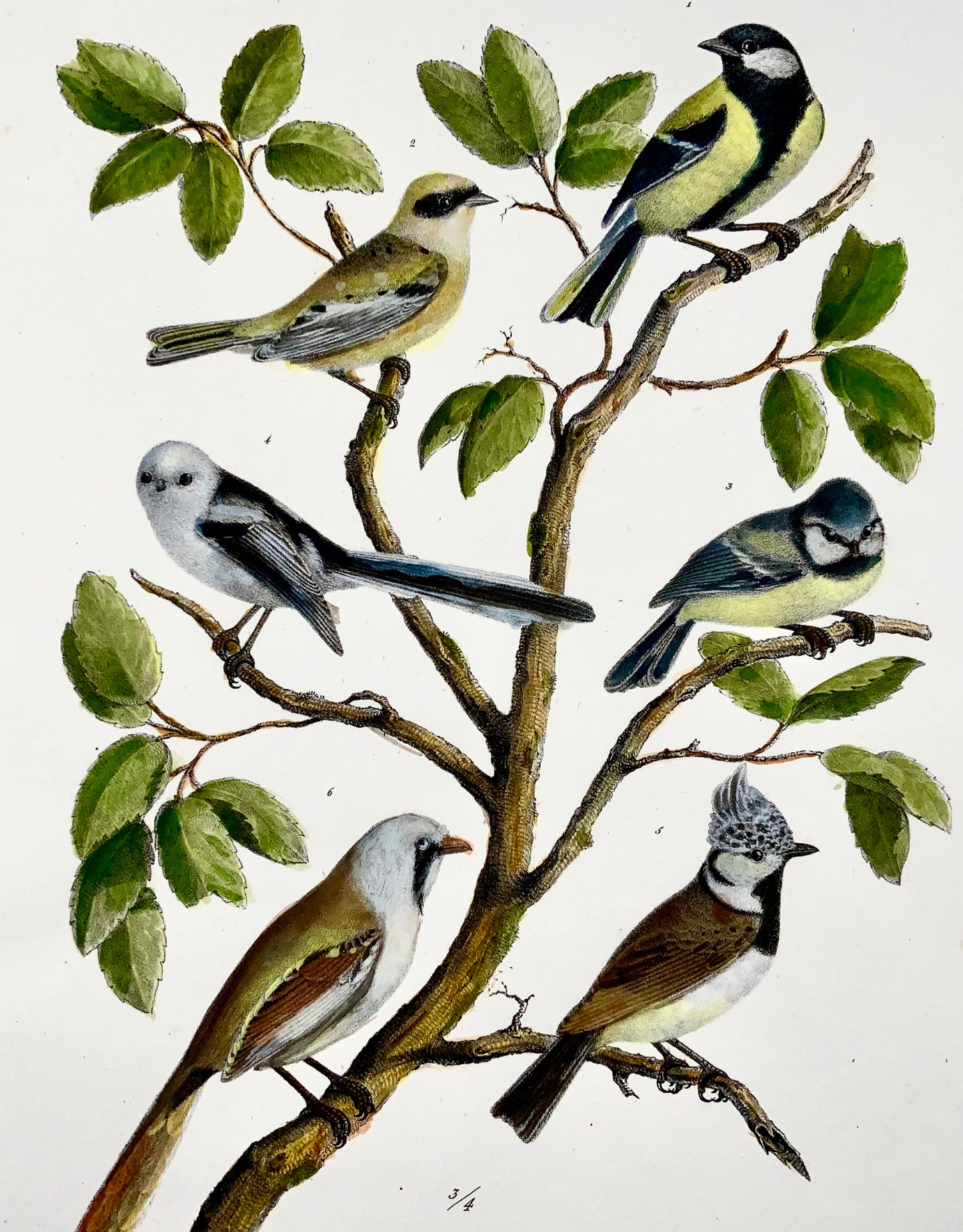 1830 Paridae, mésanges, oiseaux, ornithologie Brodtmann lithographie folio colorée à la main 