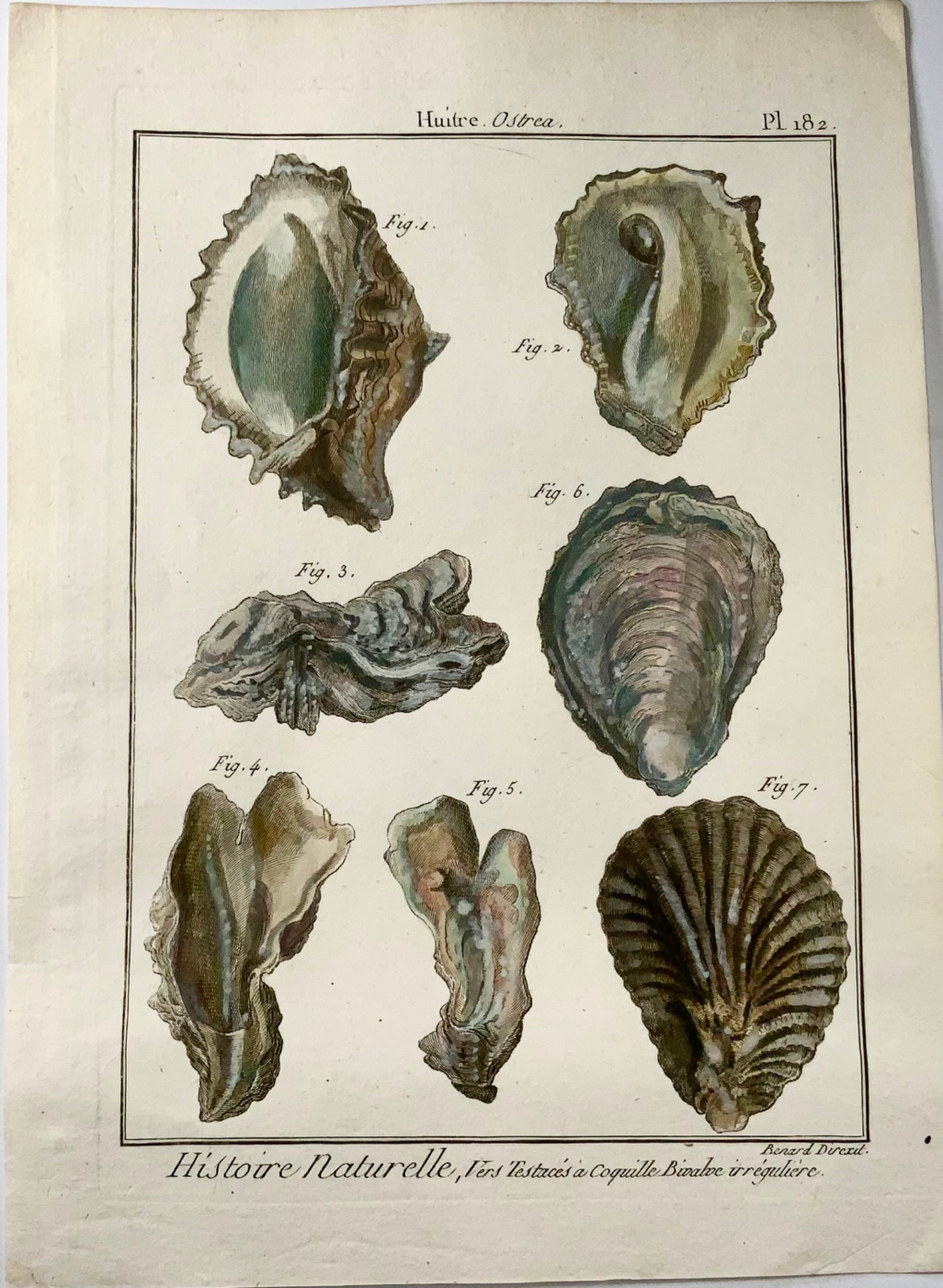 1789 Oysters, Benard sc. quarto, hand colour, engraving, marine life