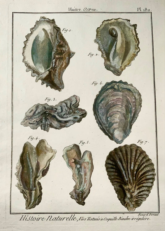 1789 Oysters, Benard sc. quarto, hand colour, engraving, marine life