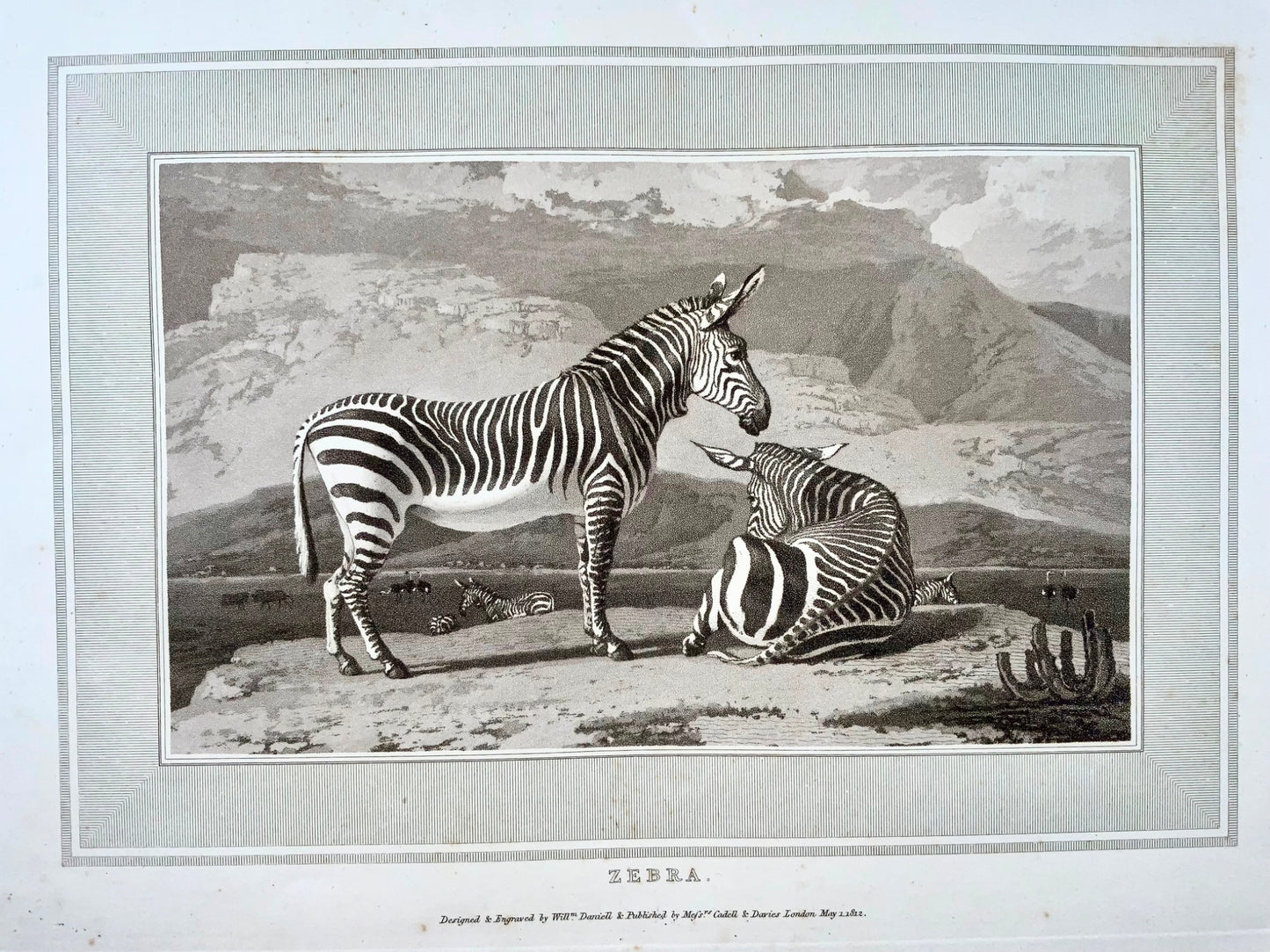 1807 Zebra, William Daniell, ornithologie, aquatinte, folio