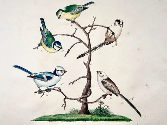 1819 Tits, Paridae, ornithology, Strack, chalk lithograph, hand colour