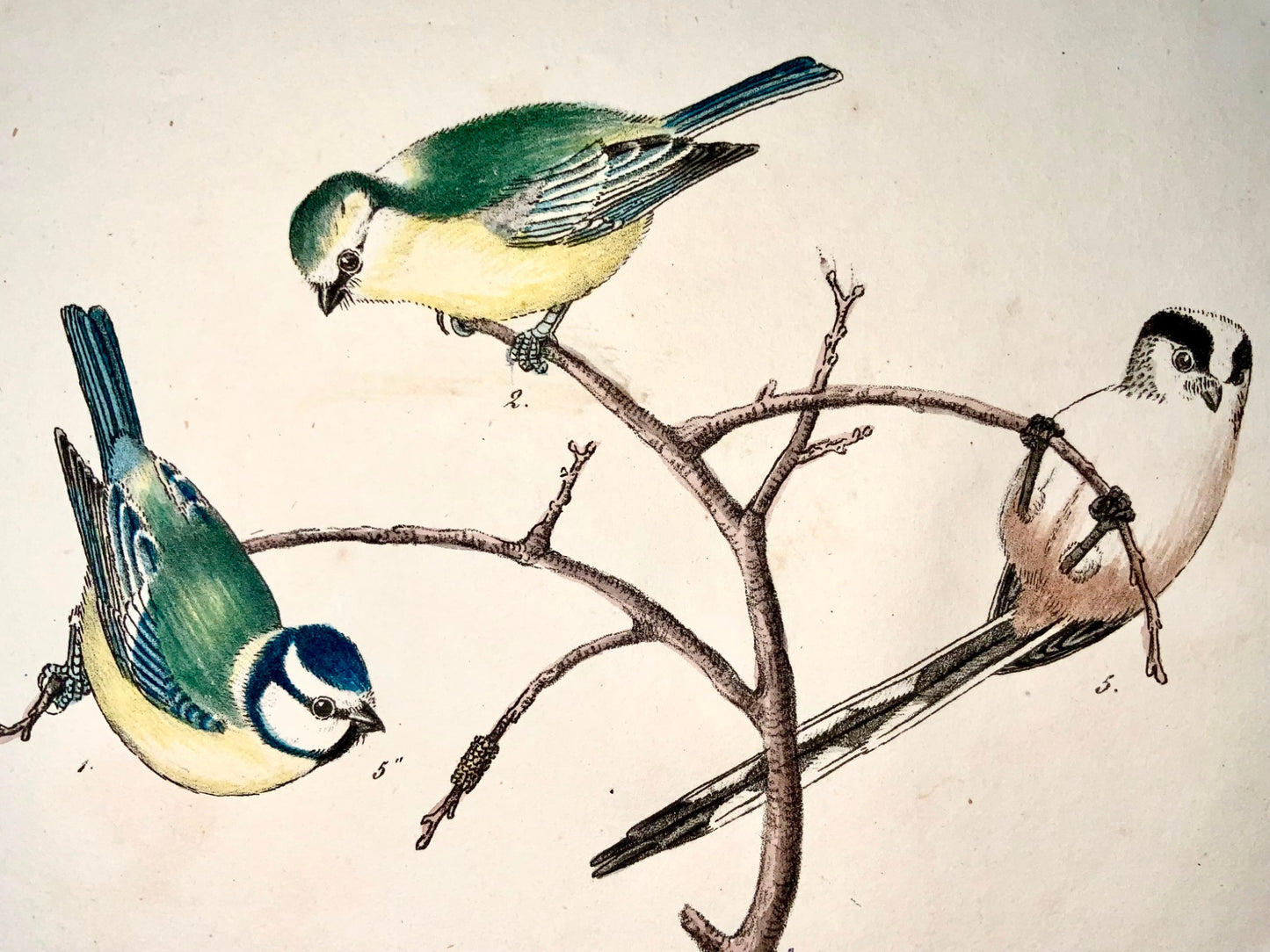 1819 Mésanges, Paridés, ornithologie, Strack, lithographie à la craie, couleur à la main