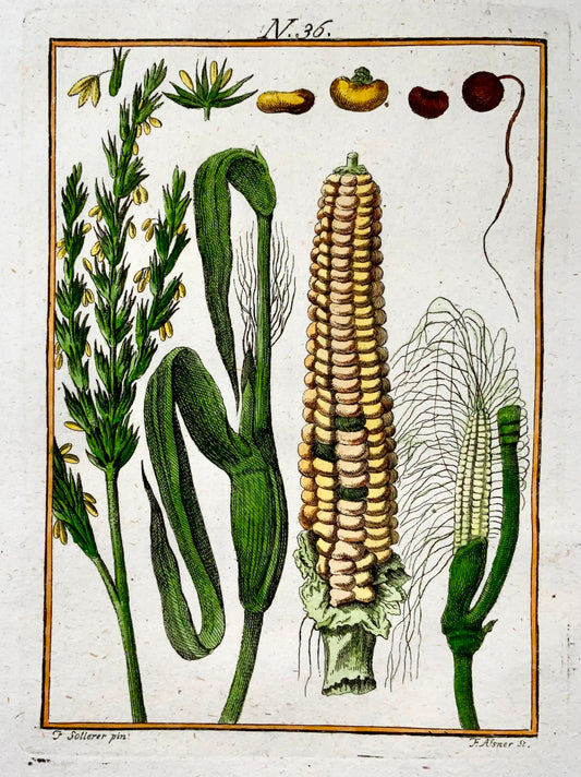 1790 Maïs, Maïs, Sollerer gravure colorée à la main, agriculture, botanique
