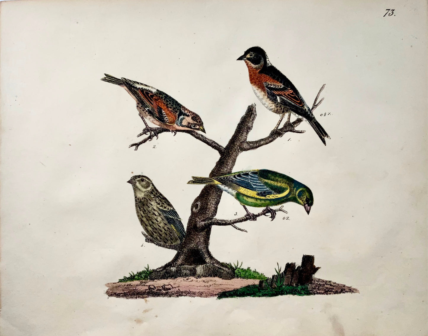 1819 Linnets, Finches, ornithology, Strack, chalk lithograph, hand colour