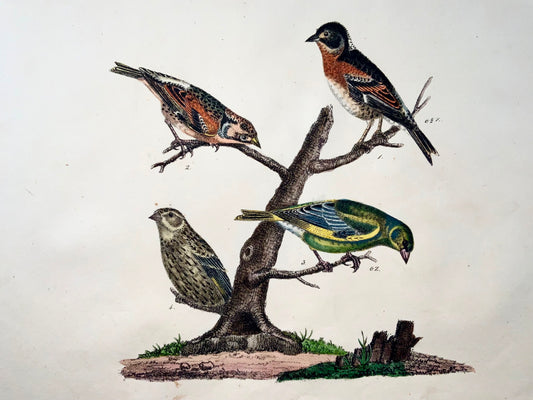 1819 Linnets, Finches, ornithology, Strack, chalk lithograph, hand colour