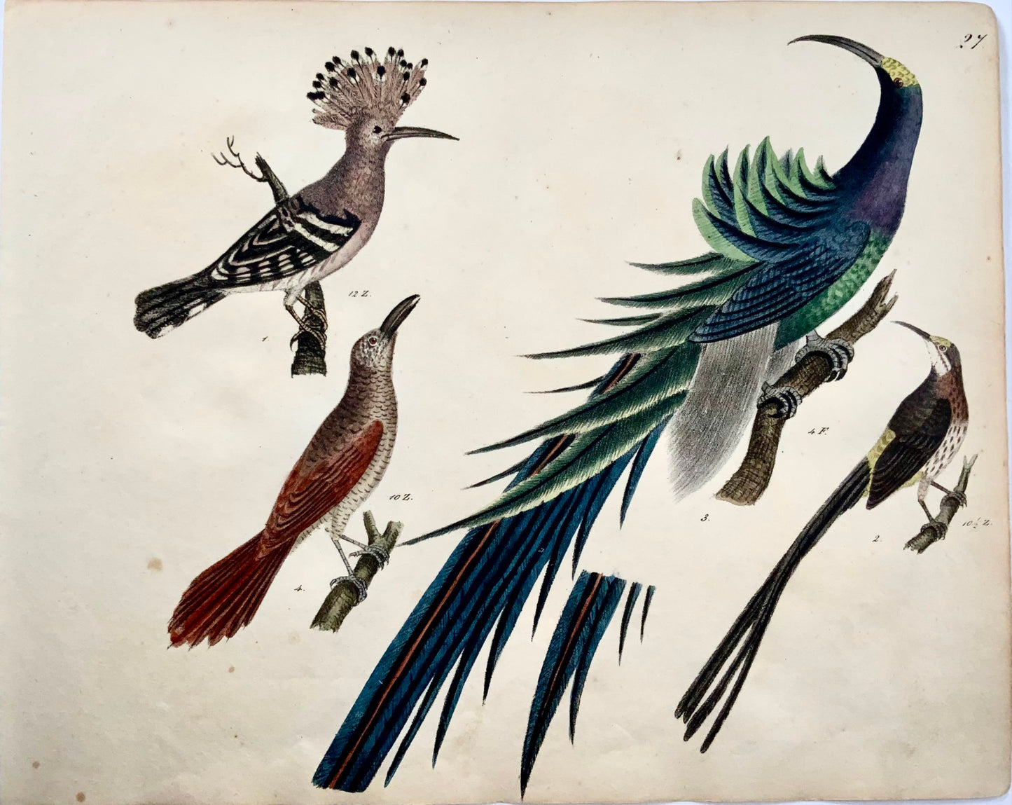 1819 Huppe fasciée, Oiseau de Paradis, ornithologie, Strack, lithographie à la craie couleur à la main