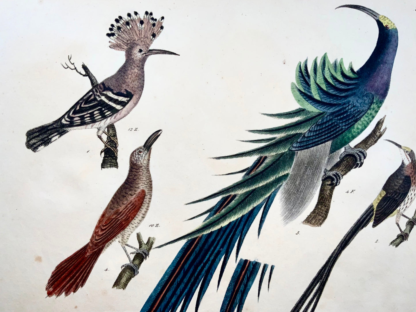 1819 Hoopoe, Bird of Paradise, ornithology, Strack, chalk lithograph hand colour