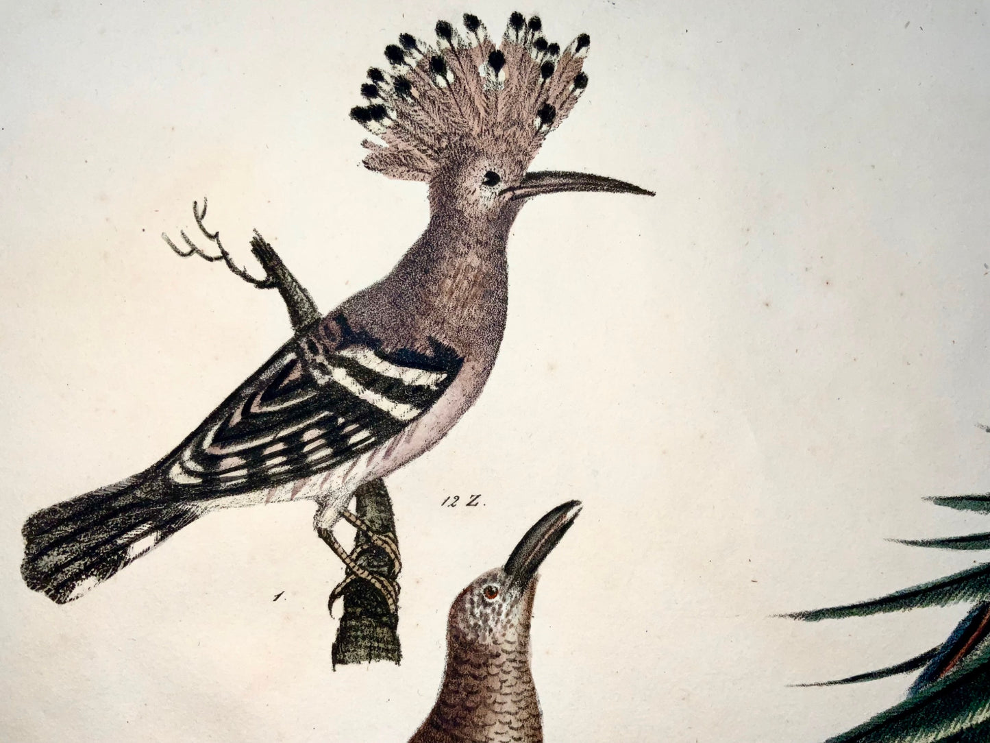 1819 Hoopoe, Bird of Paradise, ornithology, Strack, chalk lithograph hand colour