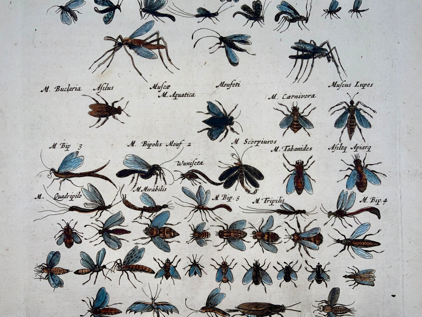 1657 Bugs, wasps, flies, insects, Matt Merian, folio, hand coloured