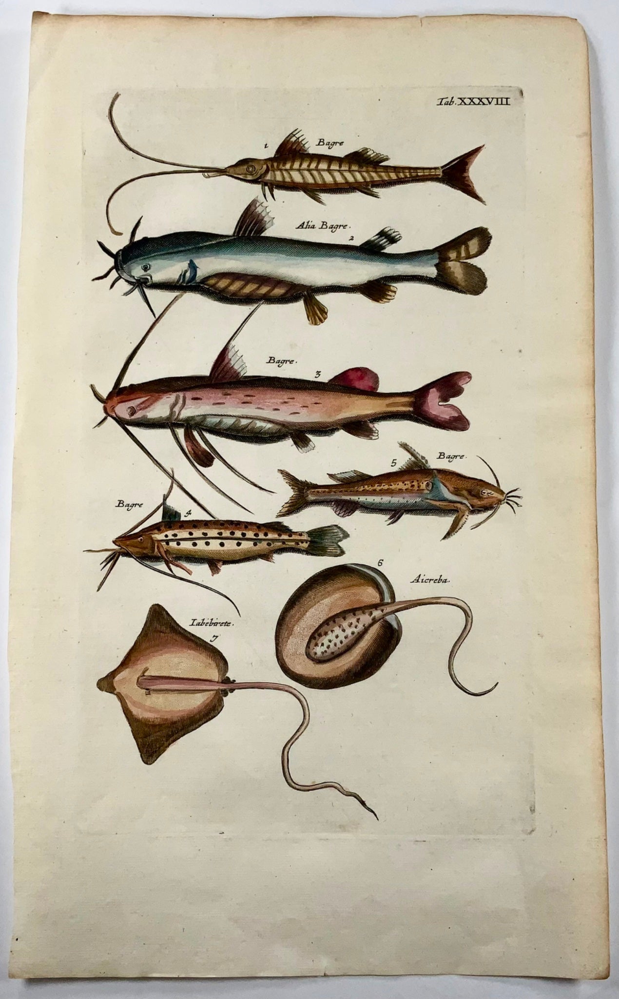 1657 Catfish, fish, Matt Merian, folio, hand coloured engraving