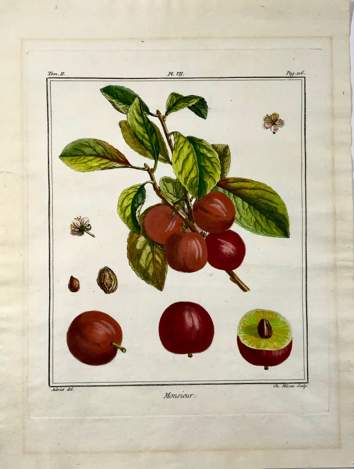 1768 Plums, Duhamel du Monceau, large quarto, fruit, hand colour,