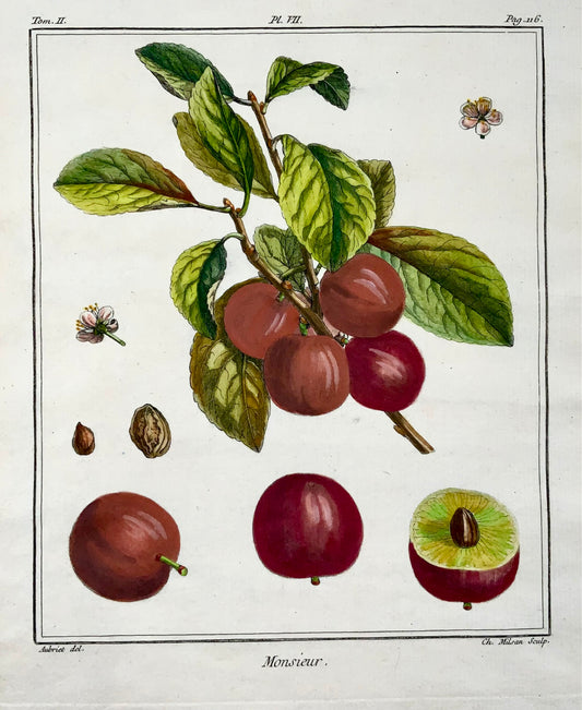 1768 Prunes, Duhamel du Monceau, grand in-quarto, fruit, couleur main, 