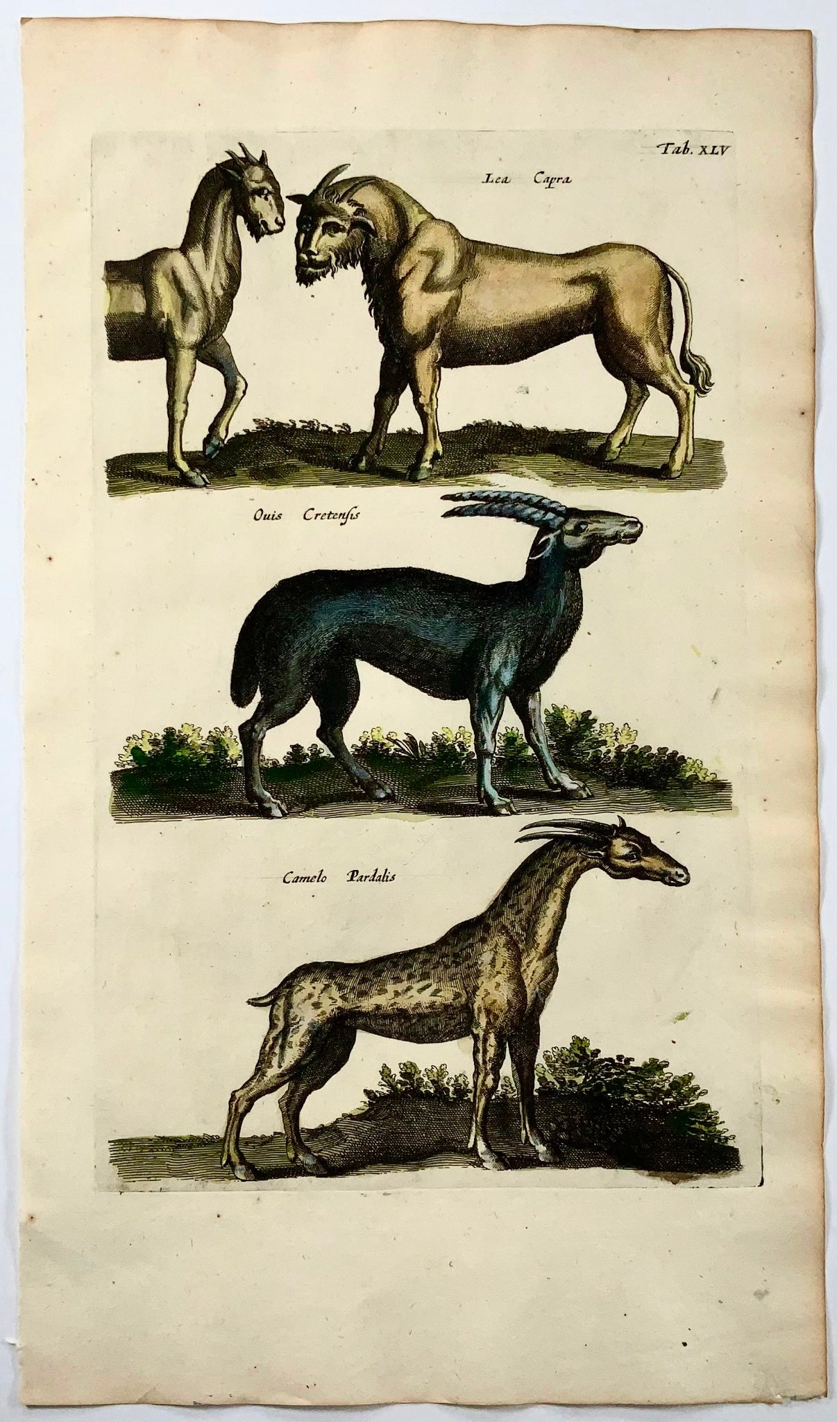 1657 Giraffe, Mythical creatures, Matt Merian, folio, hand coloured, mammals