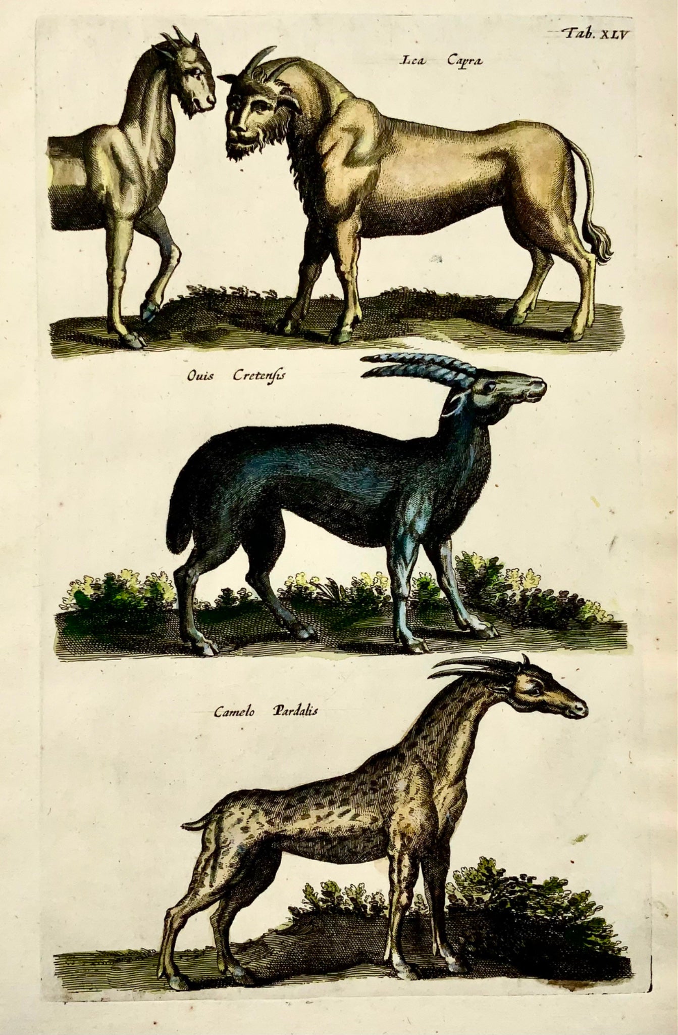 1657 Giraffe, Mythical creatures, Matt Merian, folio, hand coloured, mammals