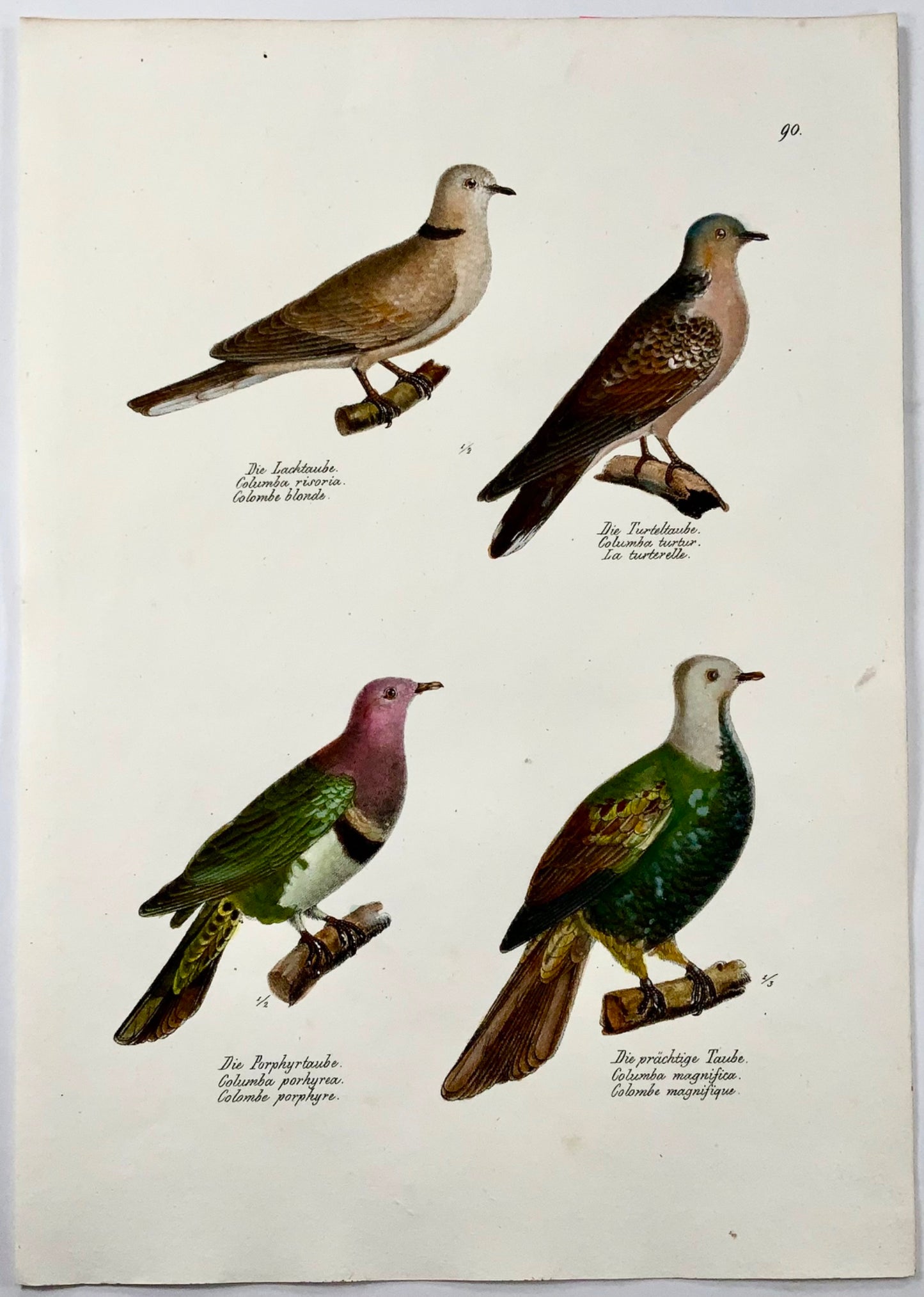 1830 Pigeons, ornithologie, lithographie folio colorée à la main de Brodtmann