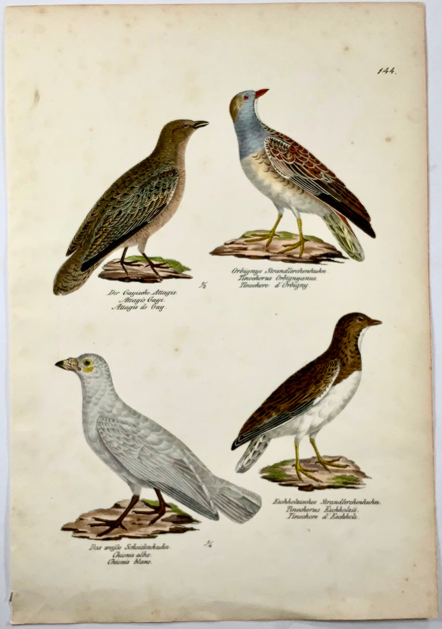 1830 Seedsnipes, ornithologie, lithographie folio colorée à la main de Brodtmann