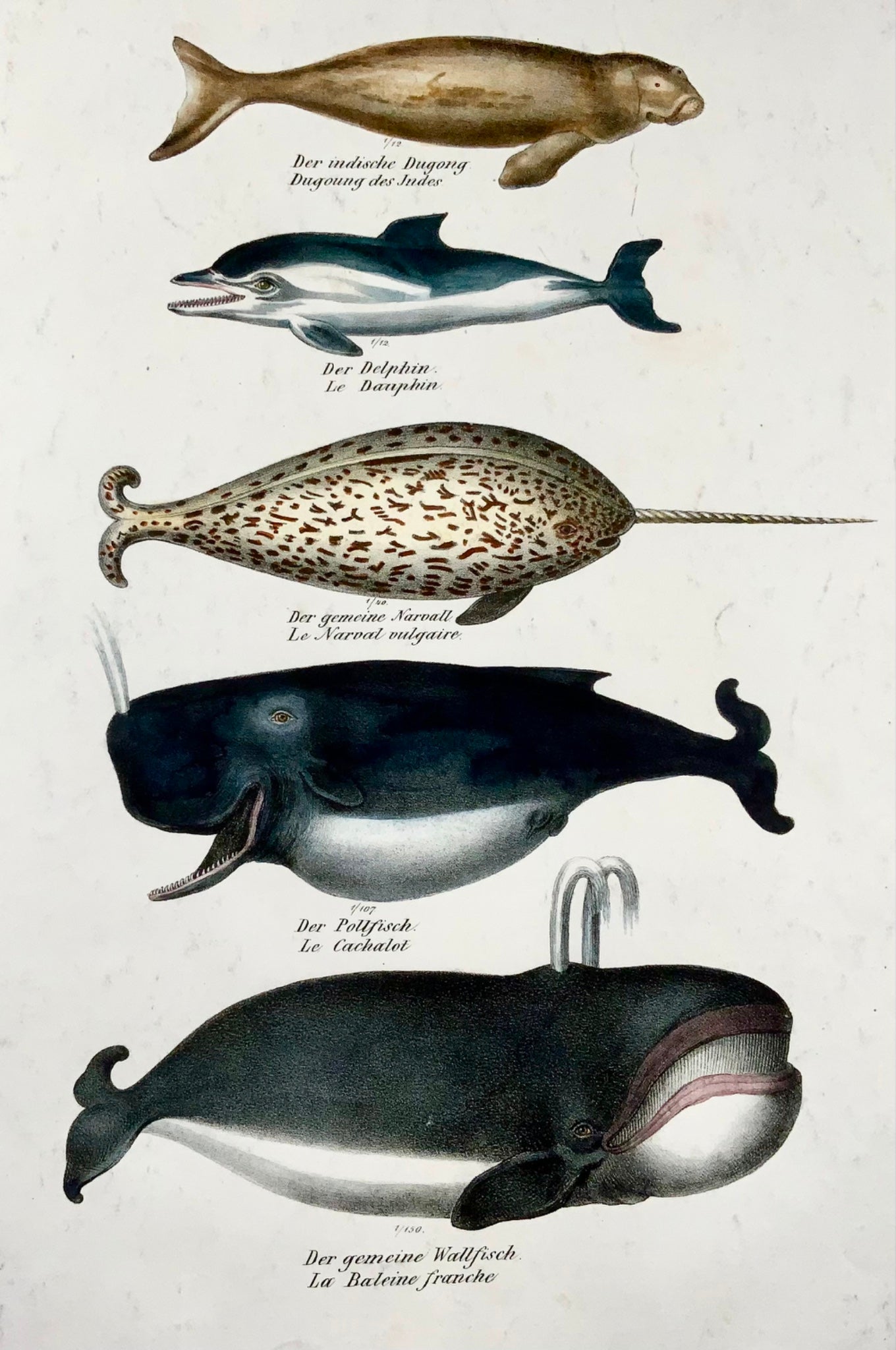 1824 Dauphins, baleines, mammifères, KJ Brodtmann, lithographie in-folio coloriée à la main