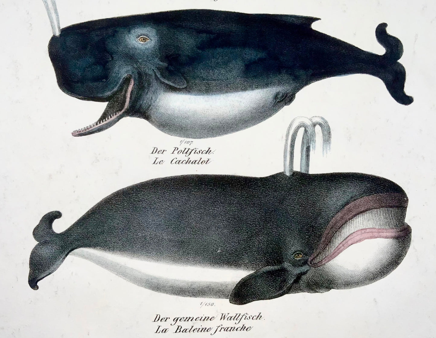 1824 Dauphins, baleines, mammifères, KJ Brodtmann, lithographie in-folio coloriée à la main