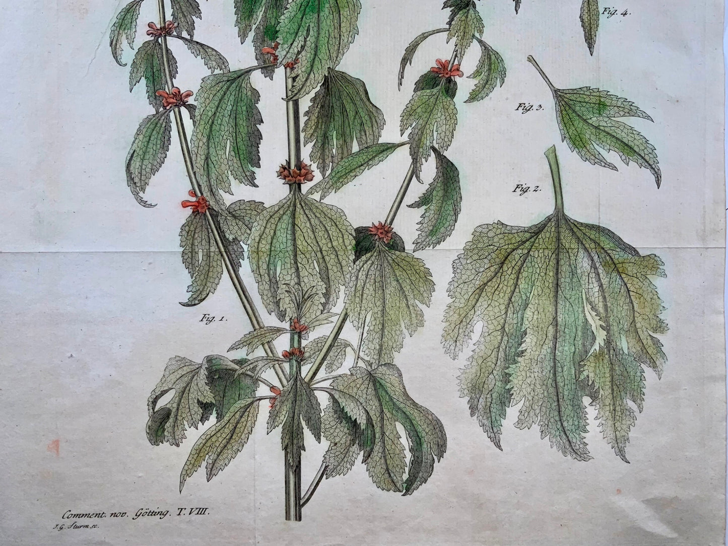 1777 Nettle, botany, large folio, J. G. Sturm for Johan Andreas Murray