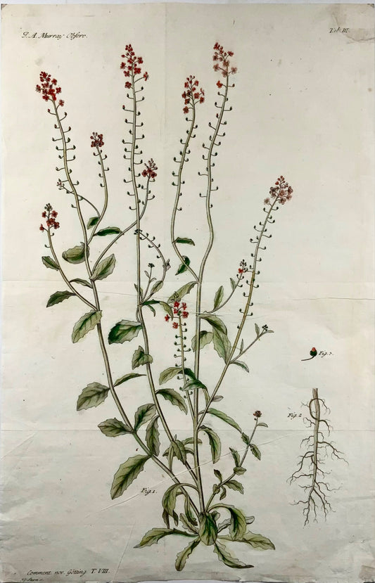 1777 Verbascum, botanique, grand in-folio, JG Sturm pour Johan Andreas Murray