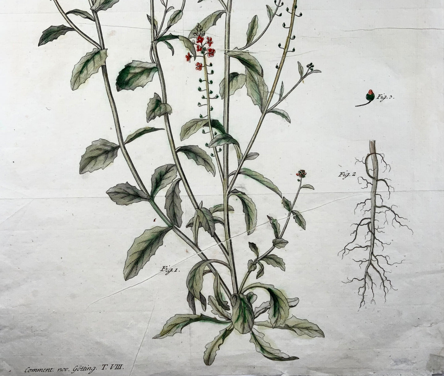 1777 Verbascum, botany, large folio, J. G. Sturm for Johan Andreas Murray