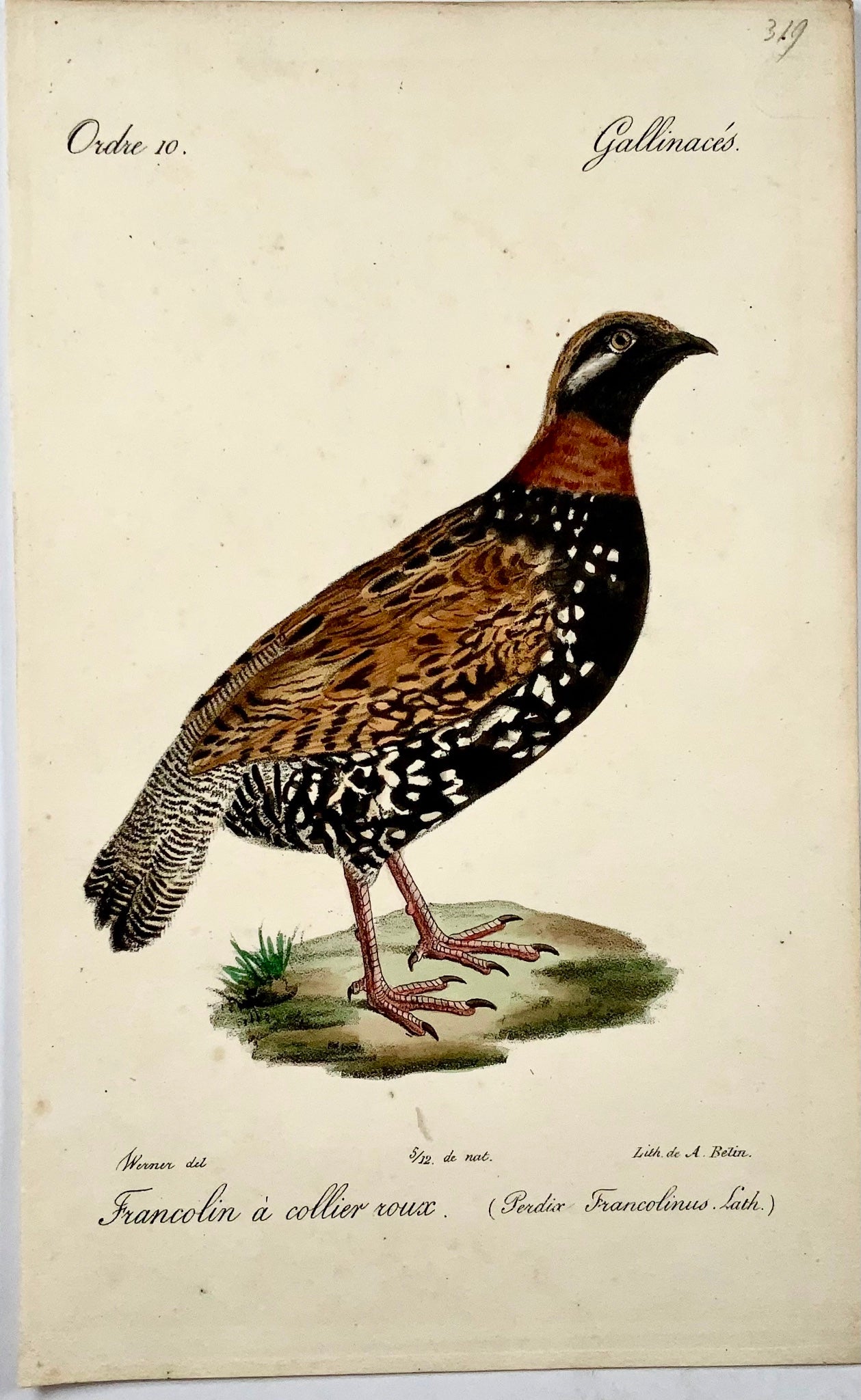 1820 Francoline, d'après Werner de Belin, lithographie sur pierre, oiseaux. couleur de la main
