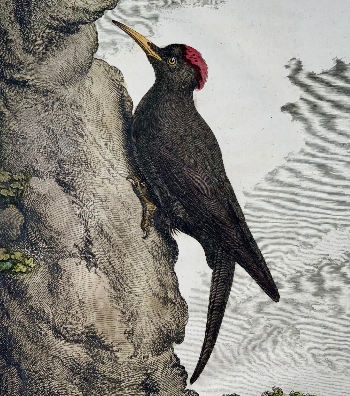 1771 Pic Noir, De Seve, ornithologie, édition grand in-4to, gravure 